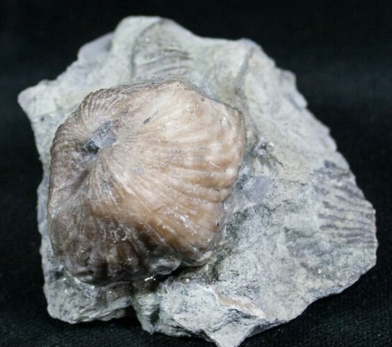 Platystrophia Brachiopod Fossil From Kentucky #6617